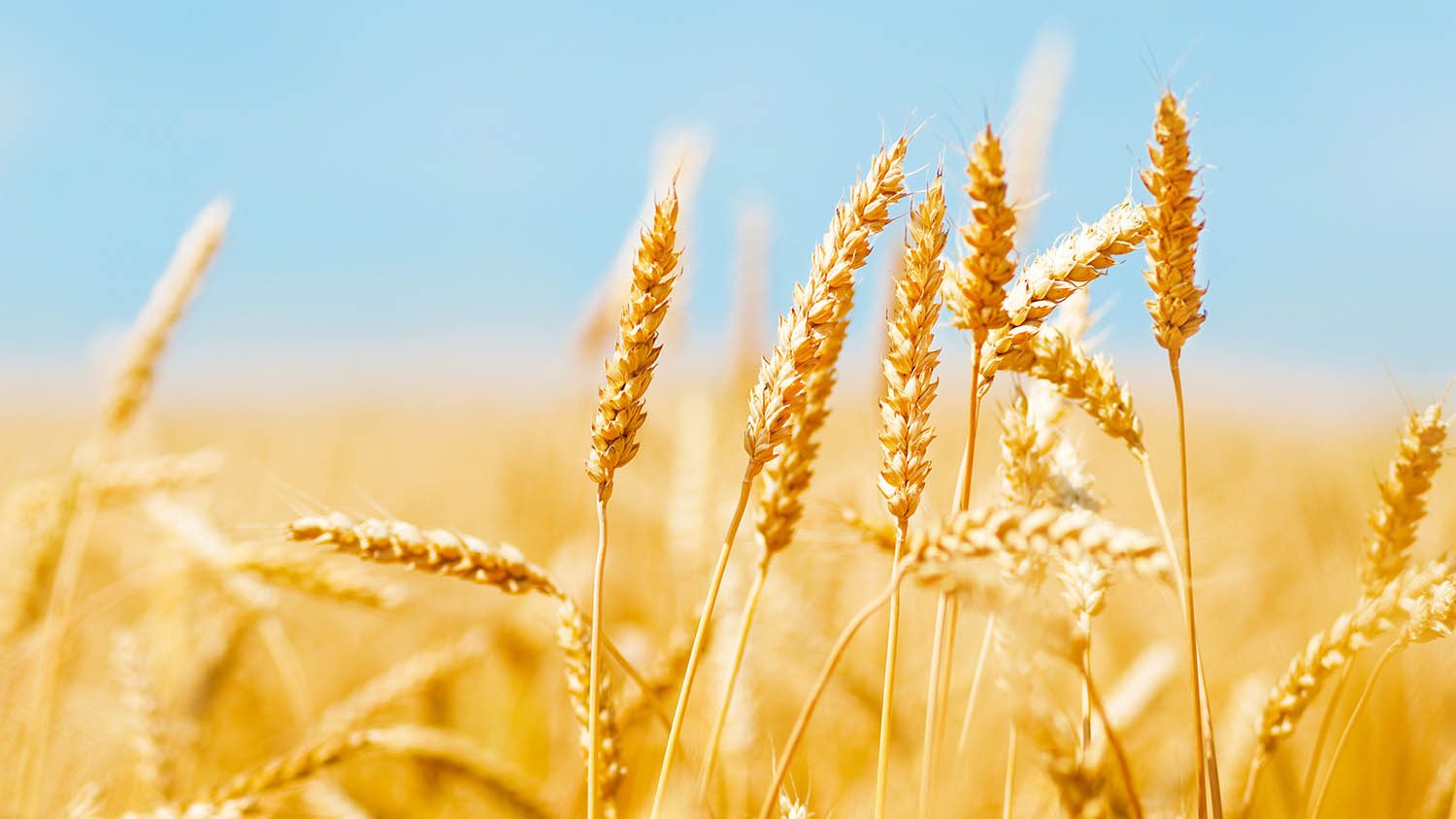 wheat field under a blue sky