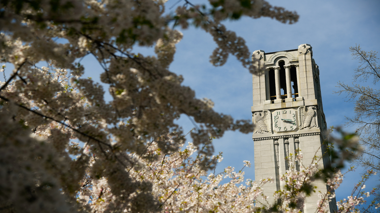 The Belltower framed by blooming trees in Spring.