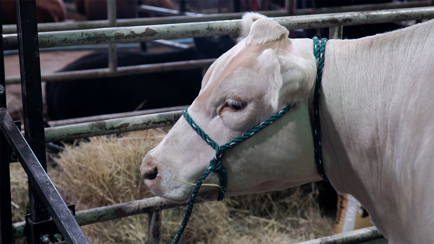 cow at N.C. State Fair