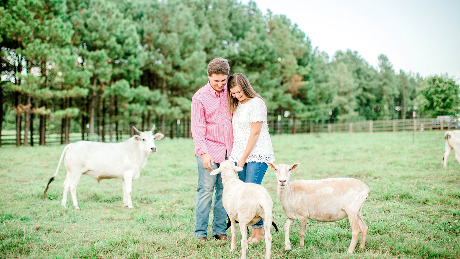A young couple on a farm with a miniature cow and sheep.