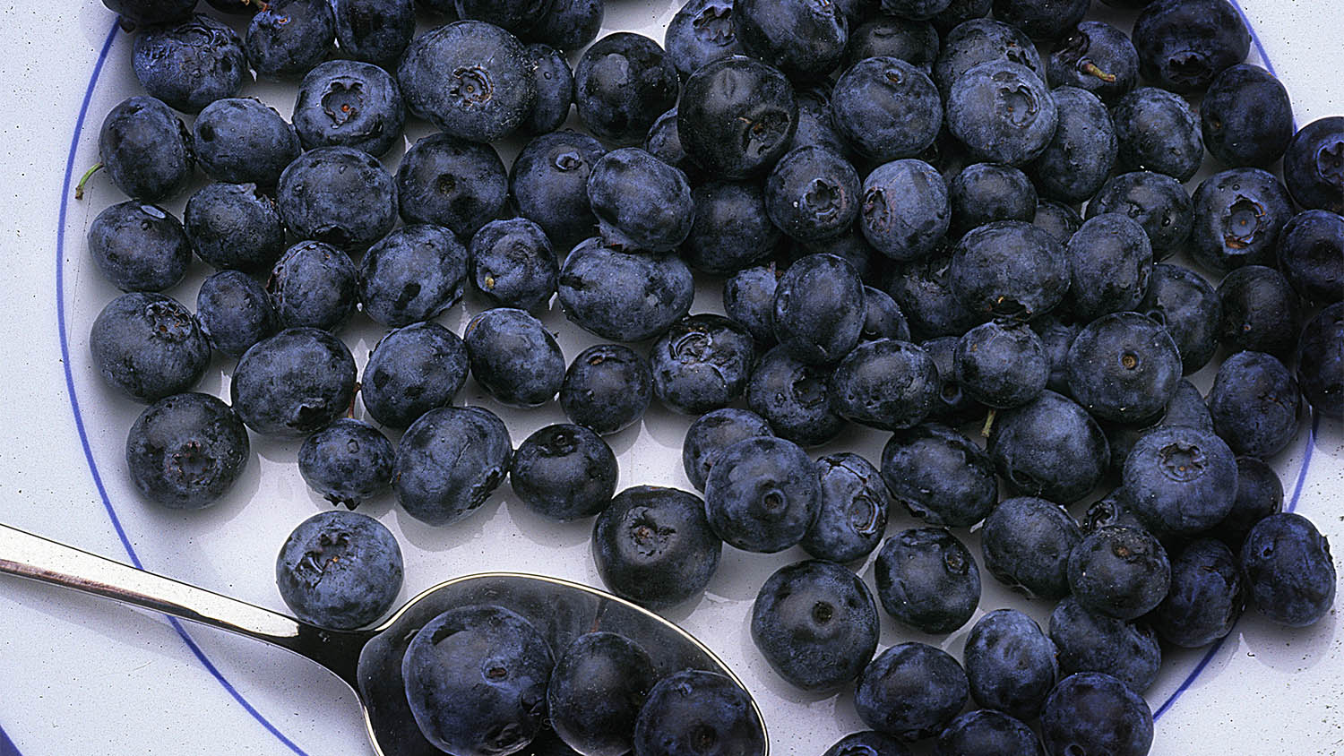 Blueberries (on a plate)