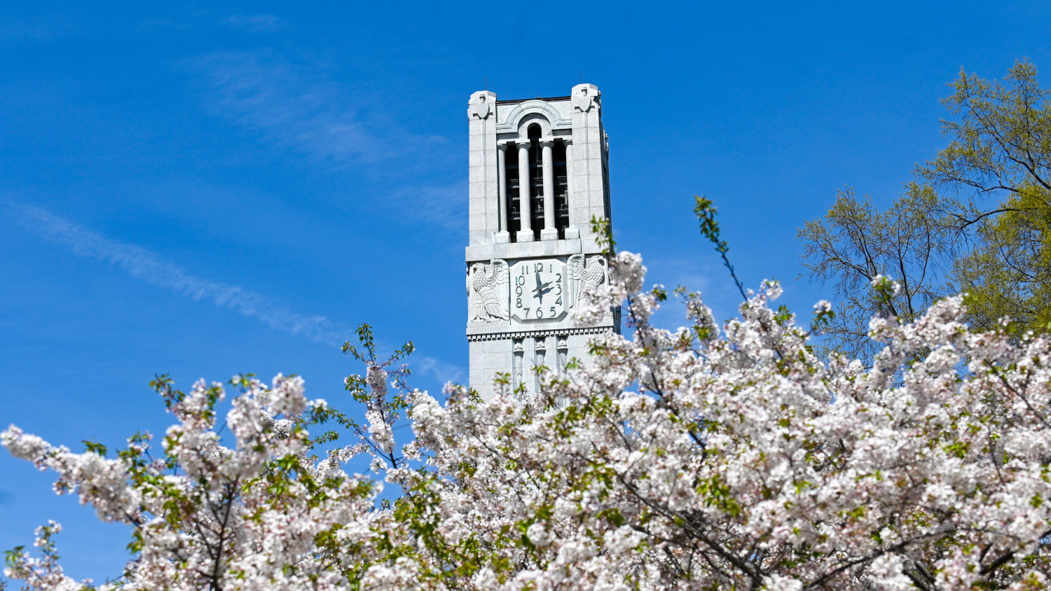 View of NC State bell tower over a tree-line