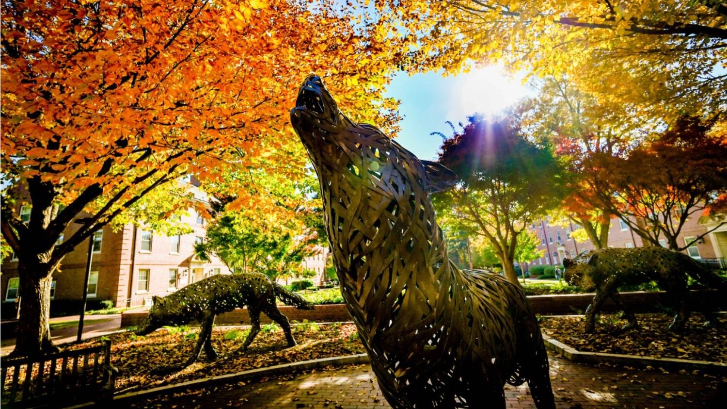 Afternoon sunlight streams through the fall foliage at Wolf Plaza. Photo by Becky Kirkland.
