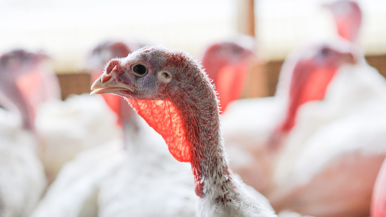 Close shot of a turkey in poulty building with white feathers.