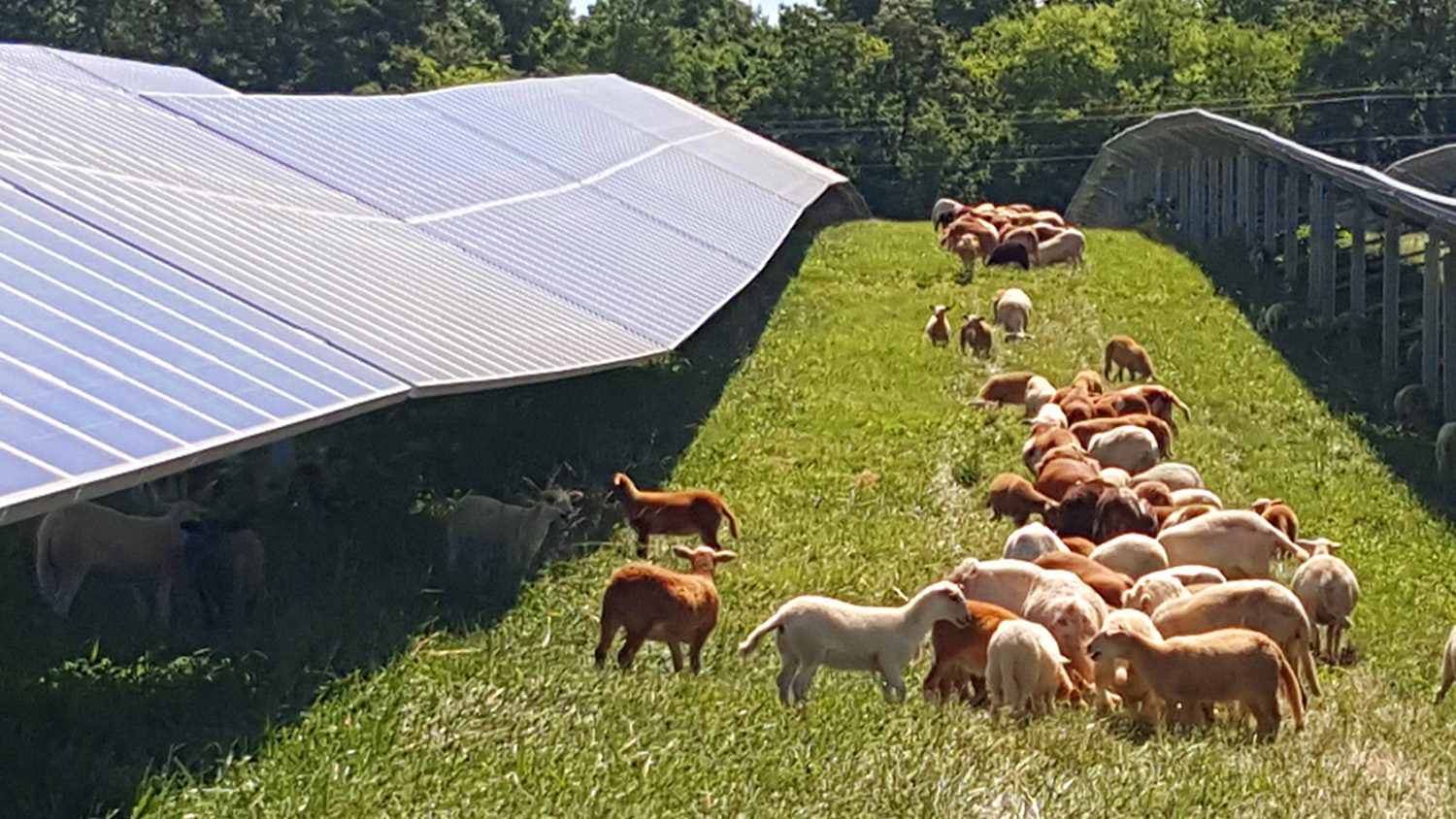 Sheep graze between rows of solar panels.