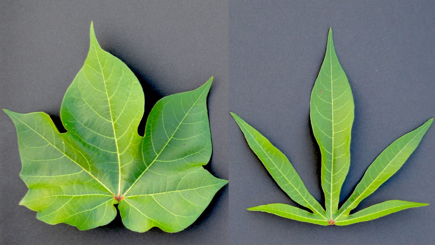 A broad 'normal' cotton leaf compared to an 'okra'-shaped cotton leaf.