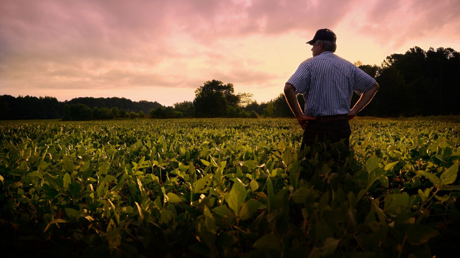 Farmer out standing in his soybean field.