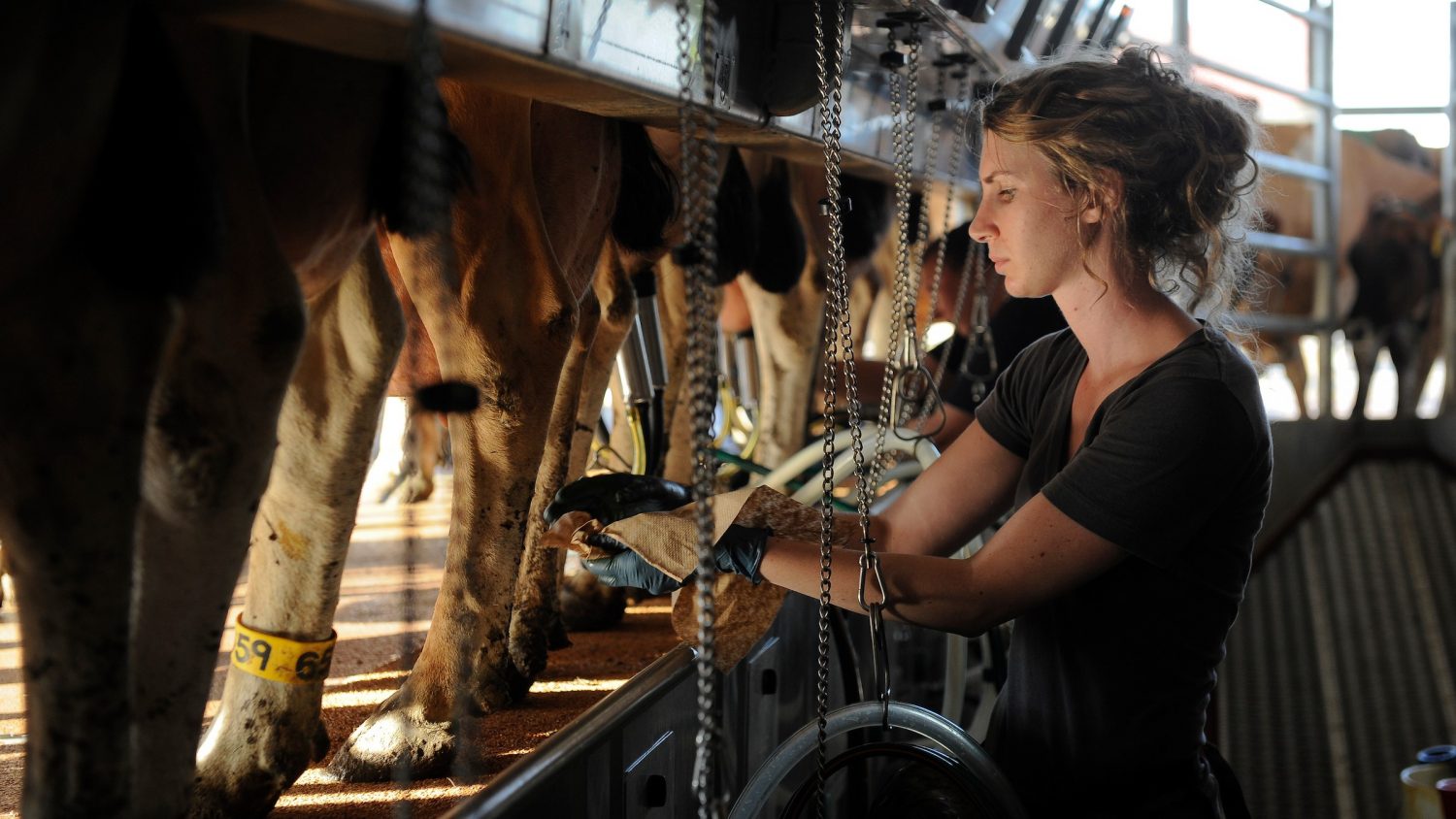 A student prepares to milk cows at the newly constructed dairy facility off Lake Wheeler Road.