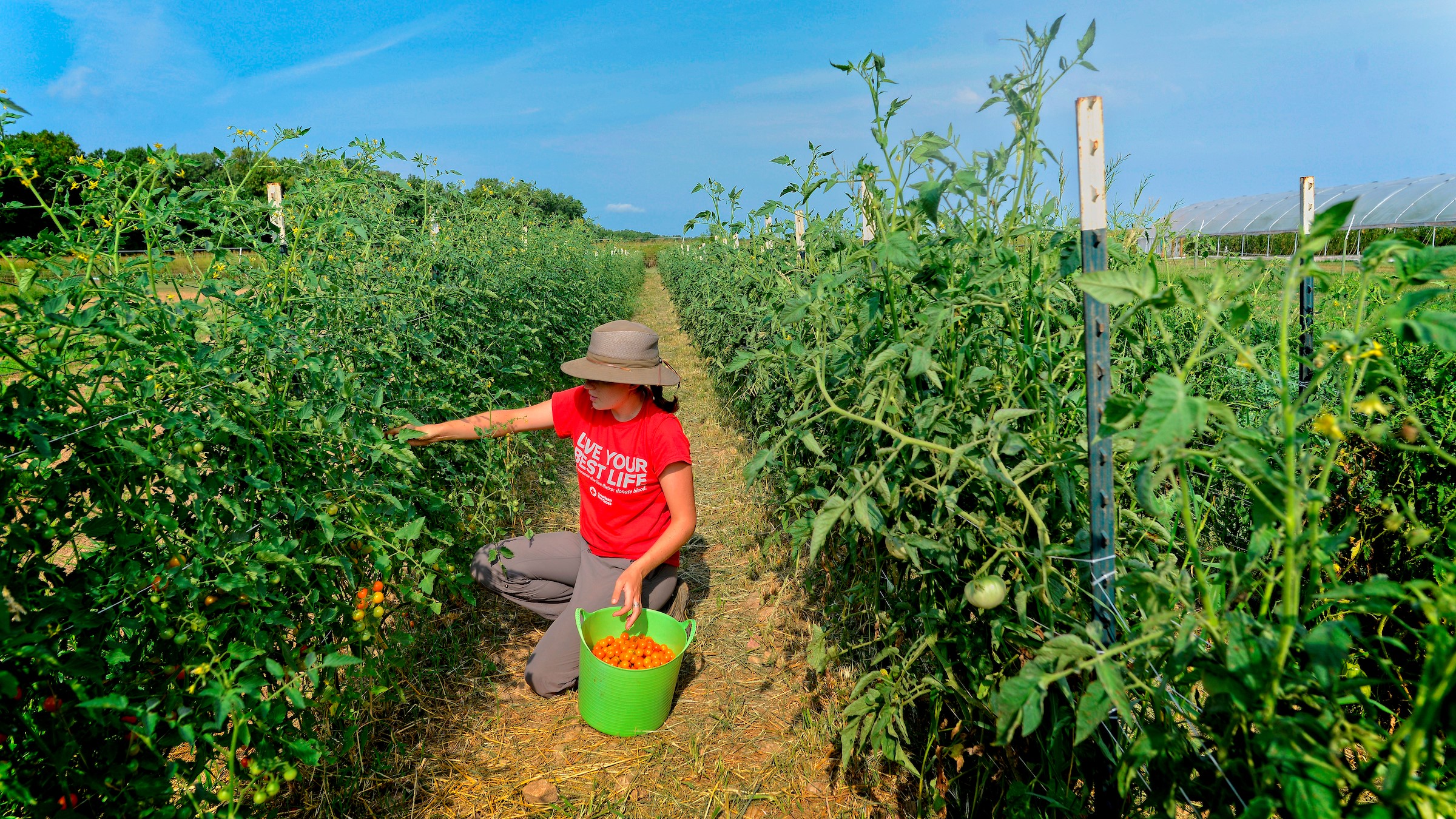 student picking tomatoes