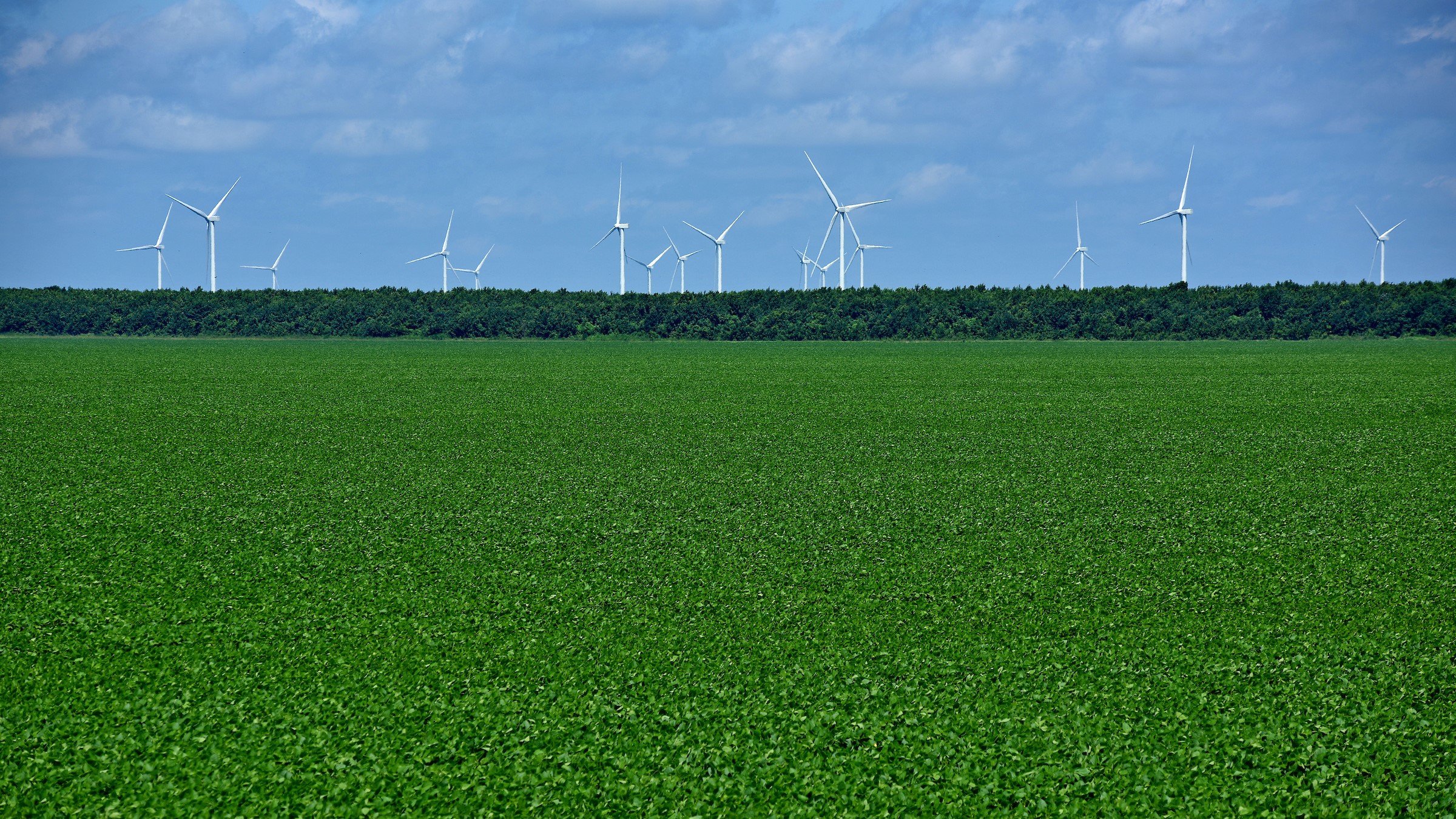 Energy-producing windmills rise up behind soy bean fields, harnessing electrical power from Pasquotank County wind.