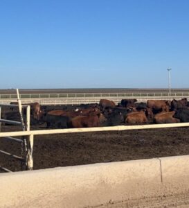 cows in a pen on a sunny day