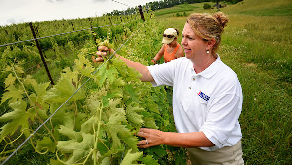 woman inspecting grape vines