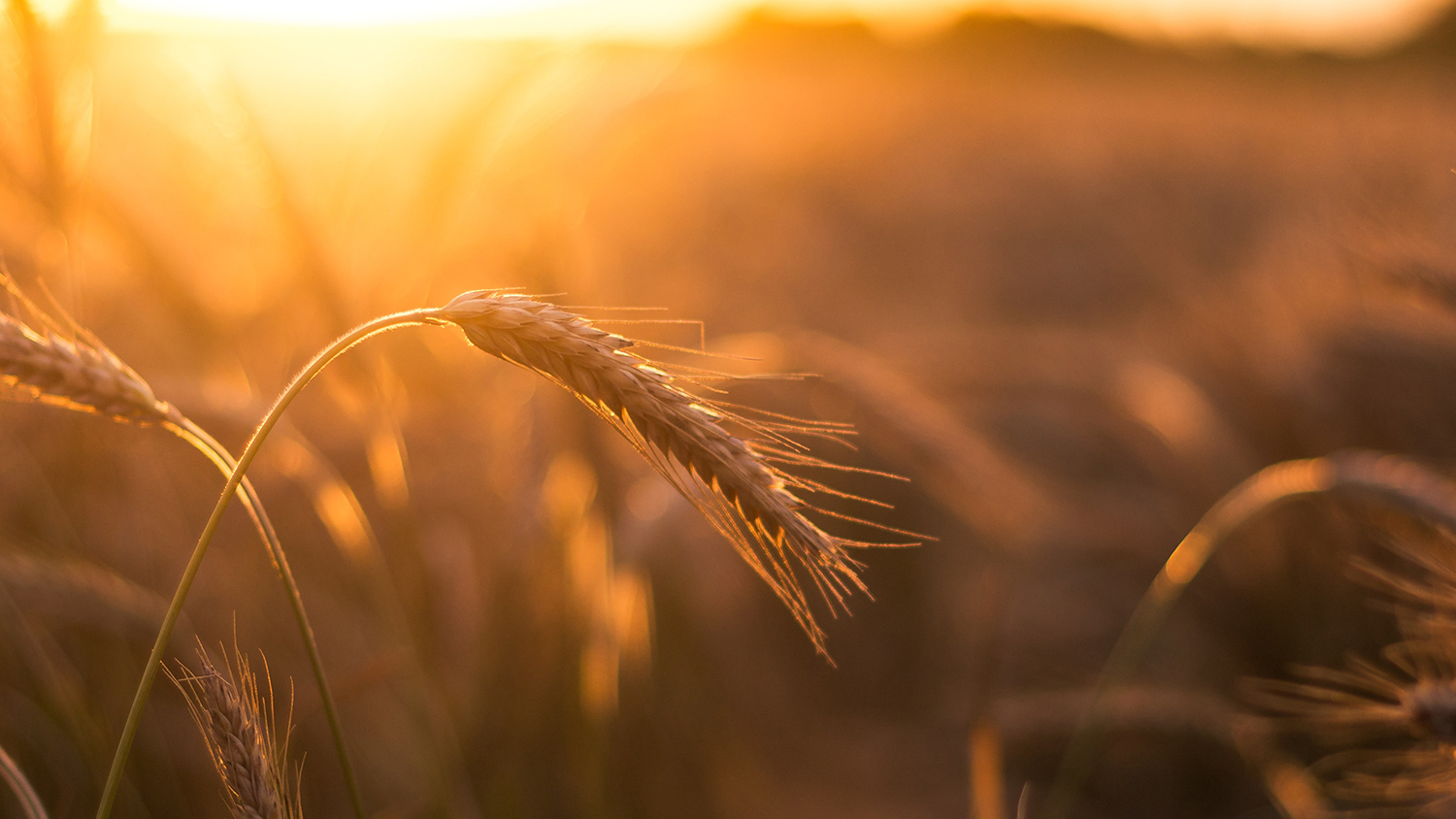 Wheat field in the sunshine