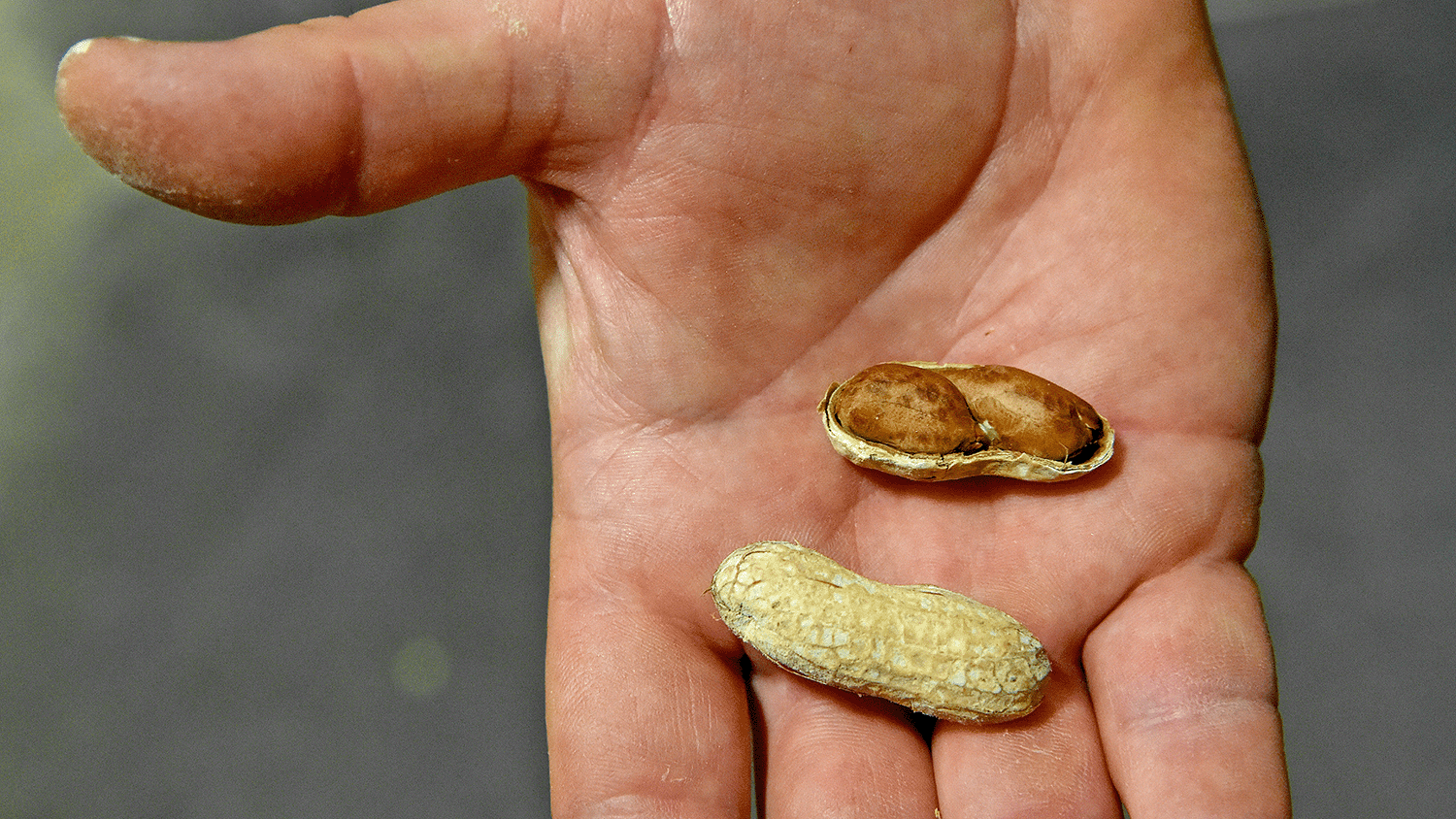 peanut in a shell in someone's hand