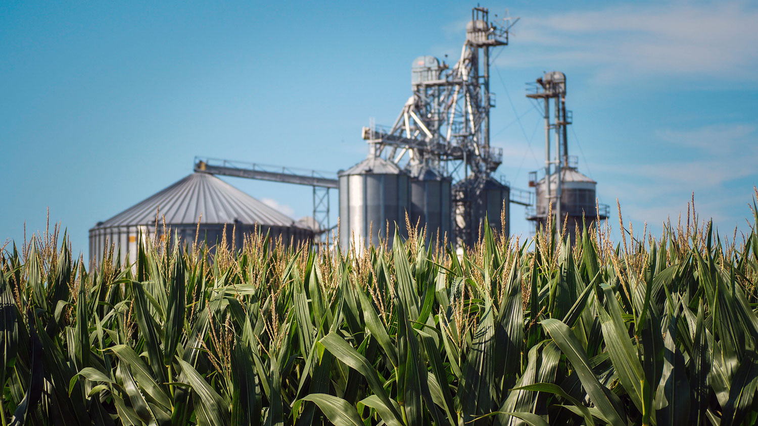 cornfield in front of grain bin