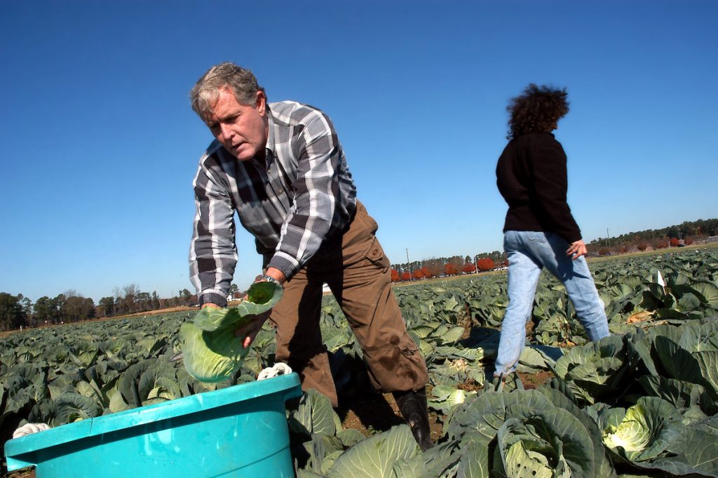 farmer harvesting cabbage