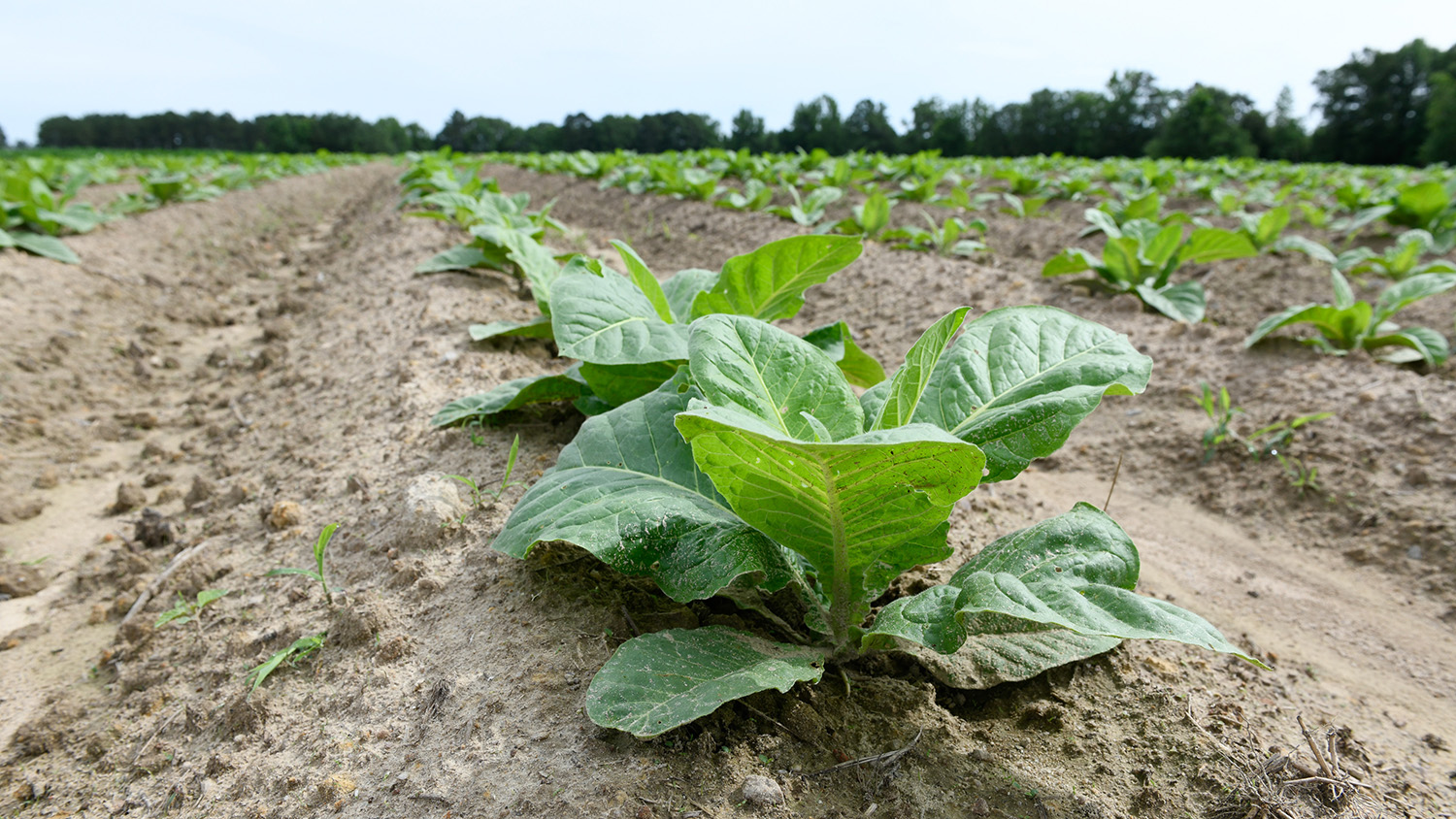 tobacco growing in a field