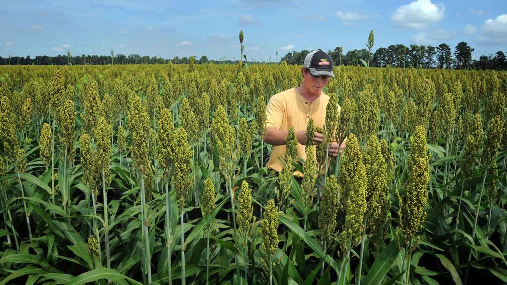 farmer working with sorghum on a sunny day