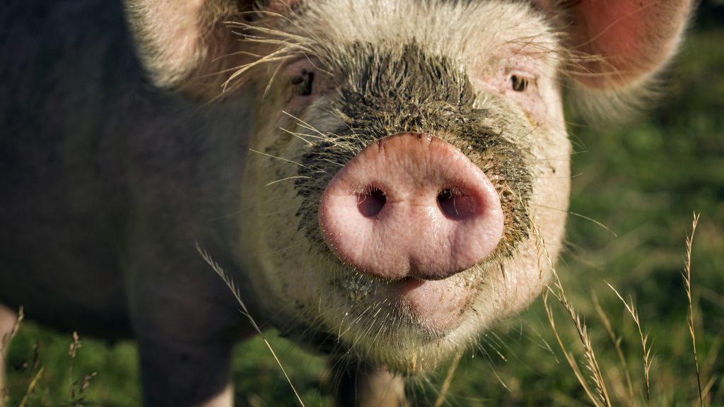 close-up of a pig