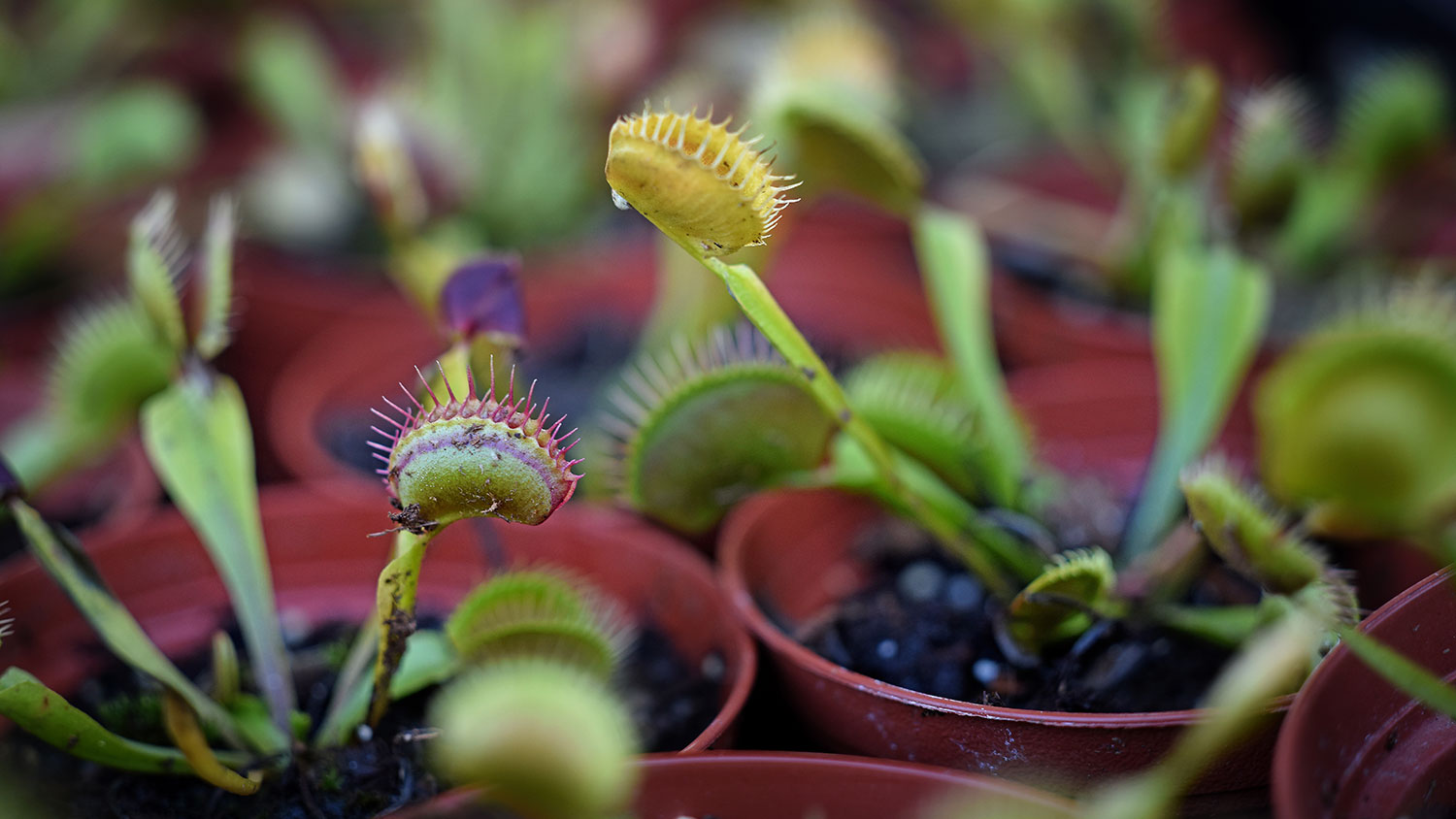 Many Venus flytraps in small pots