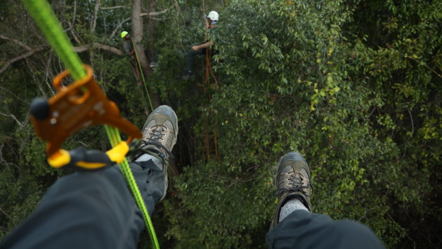A photographer's view from the top of a tree canopy