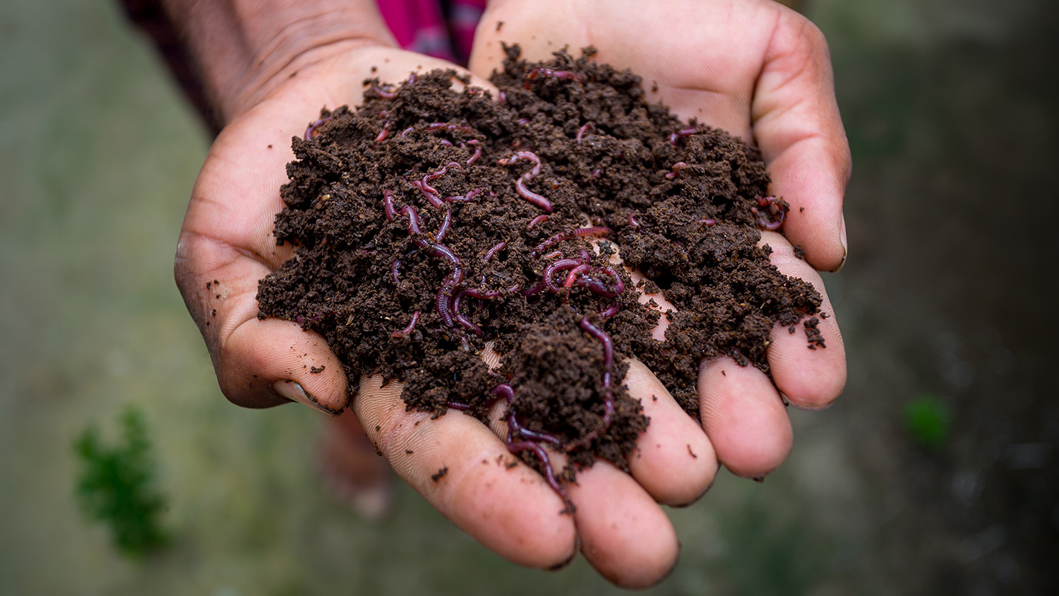 Hand holding vermicompost.