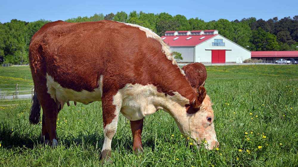 Cow enjoys breakfast in the pasture near the Beef Education Unit.