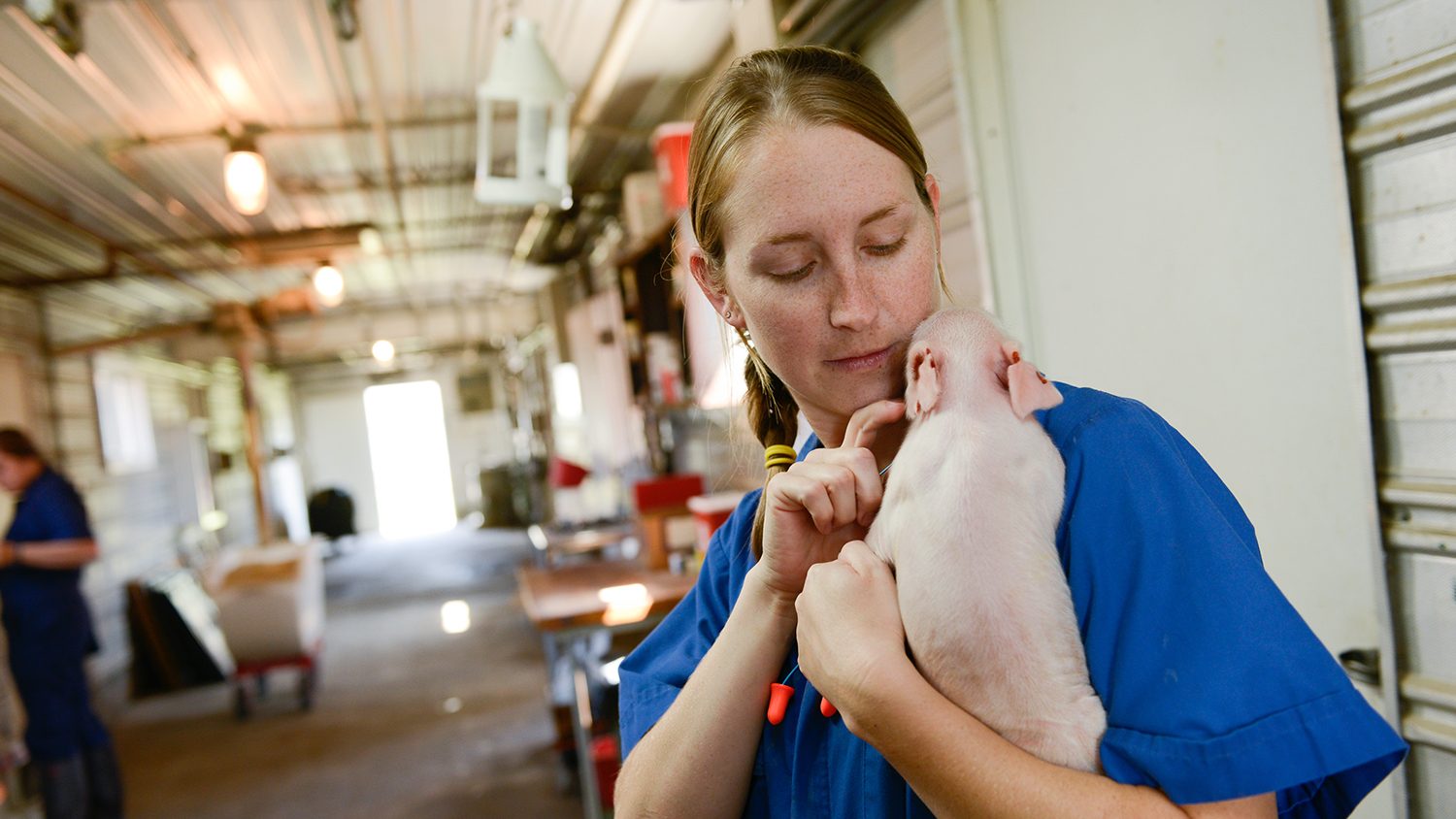 Researcher handling a piglet.