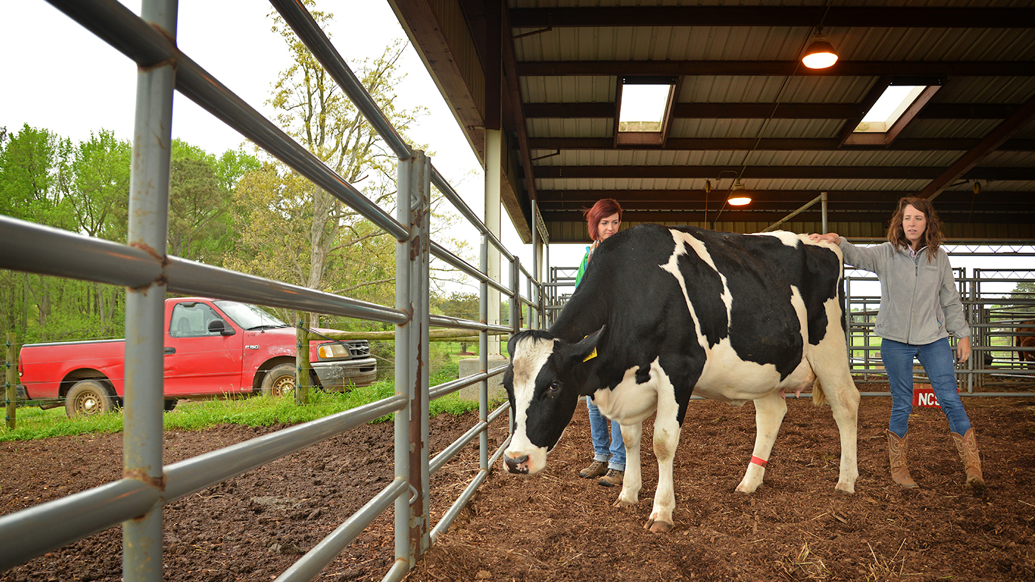 Cow and two students