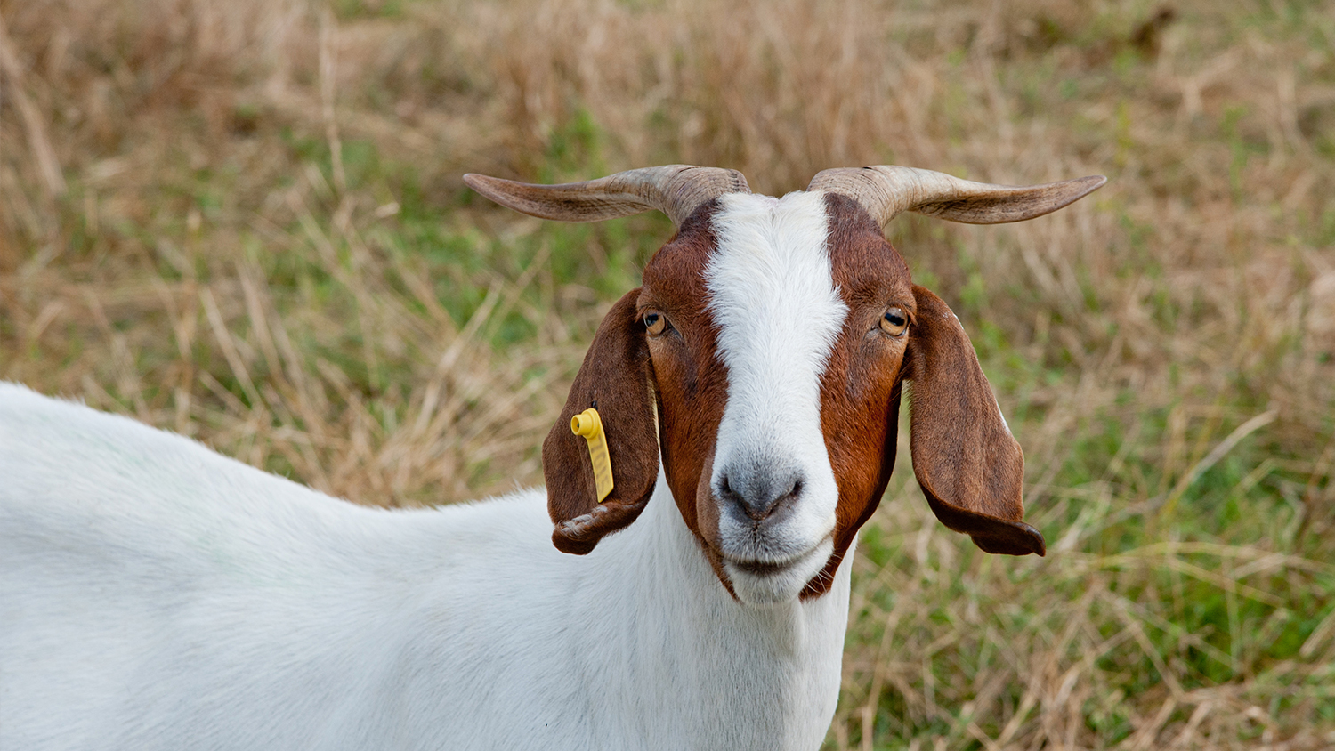 Medium sized brown and white goat with horns