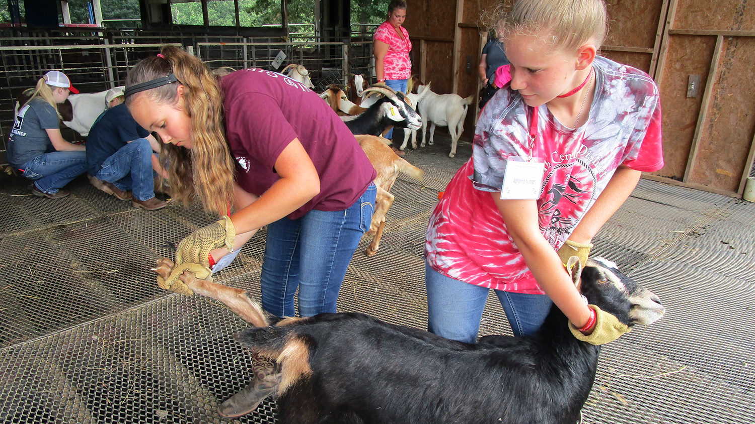 Kids work with goats