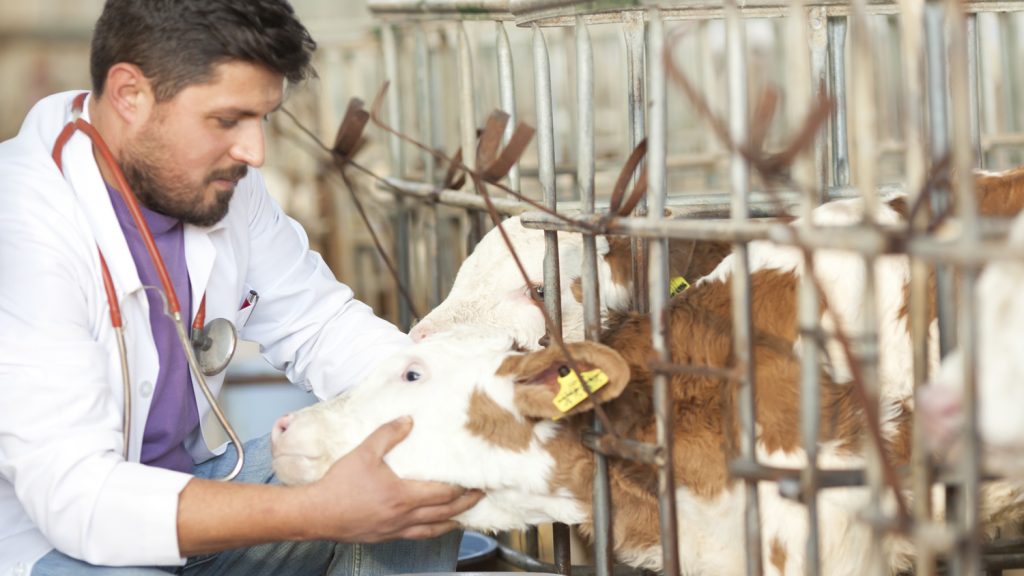 Food animal vet checking on calves on farm