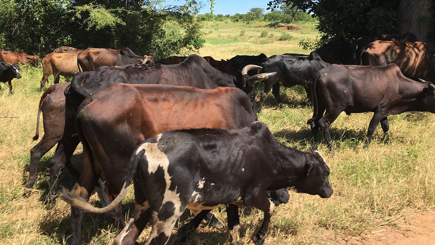 a heard of cows stand in a pasture