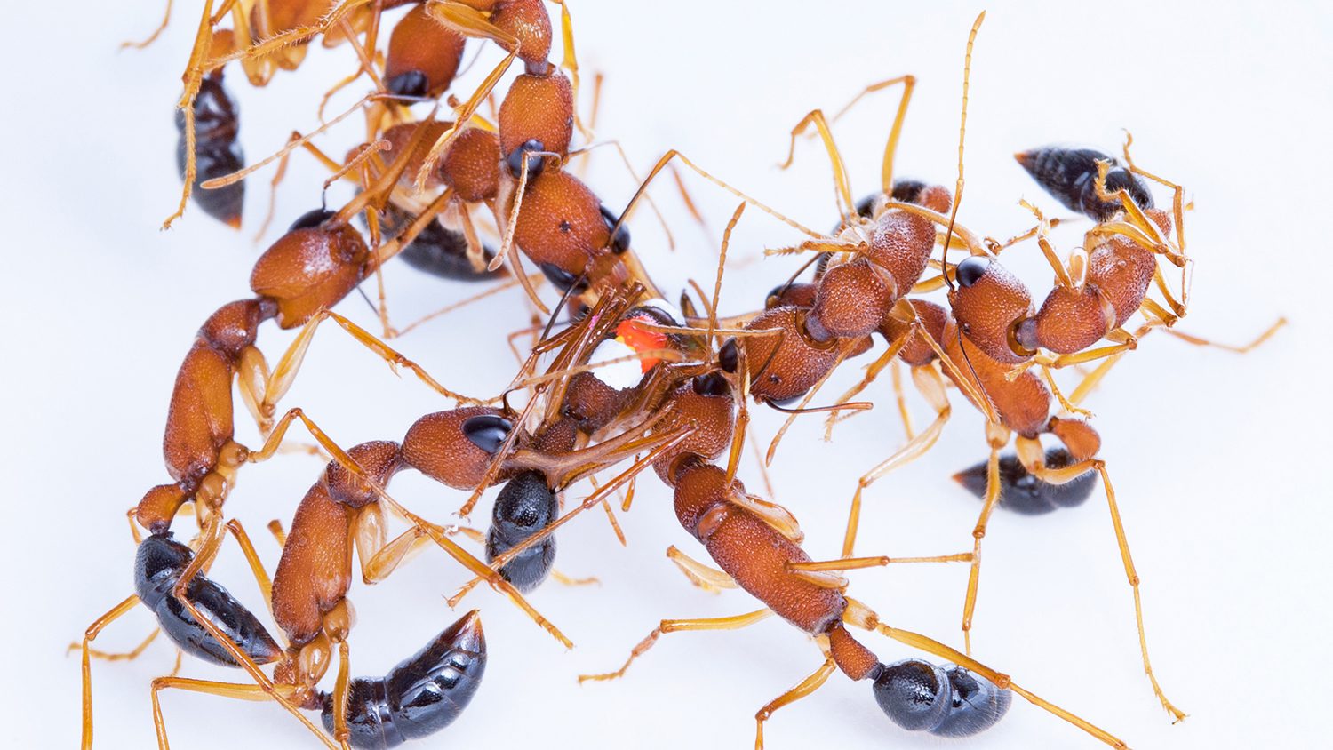 Ants on white background