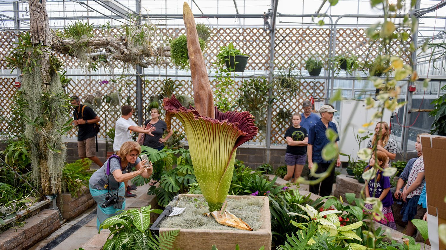 People look at Corpse Flower