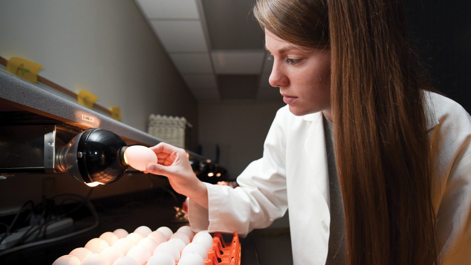 CALS student Susan Jones, a poultry science and agricultural education double-major in the lab testing eggs.