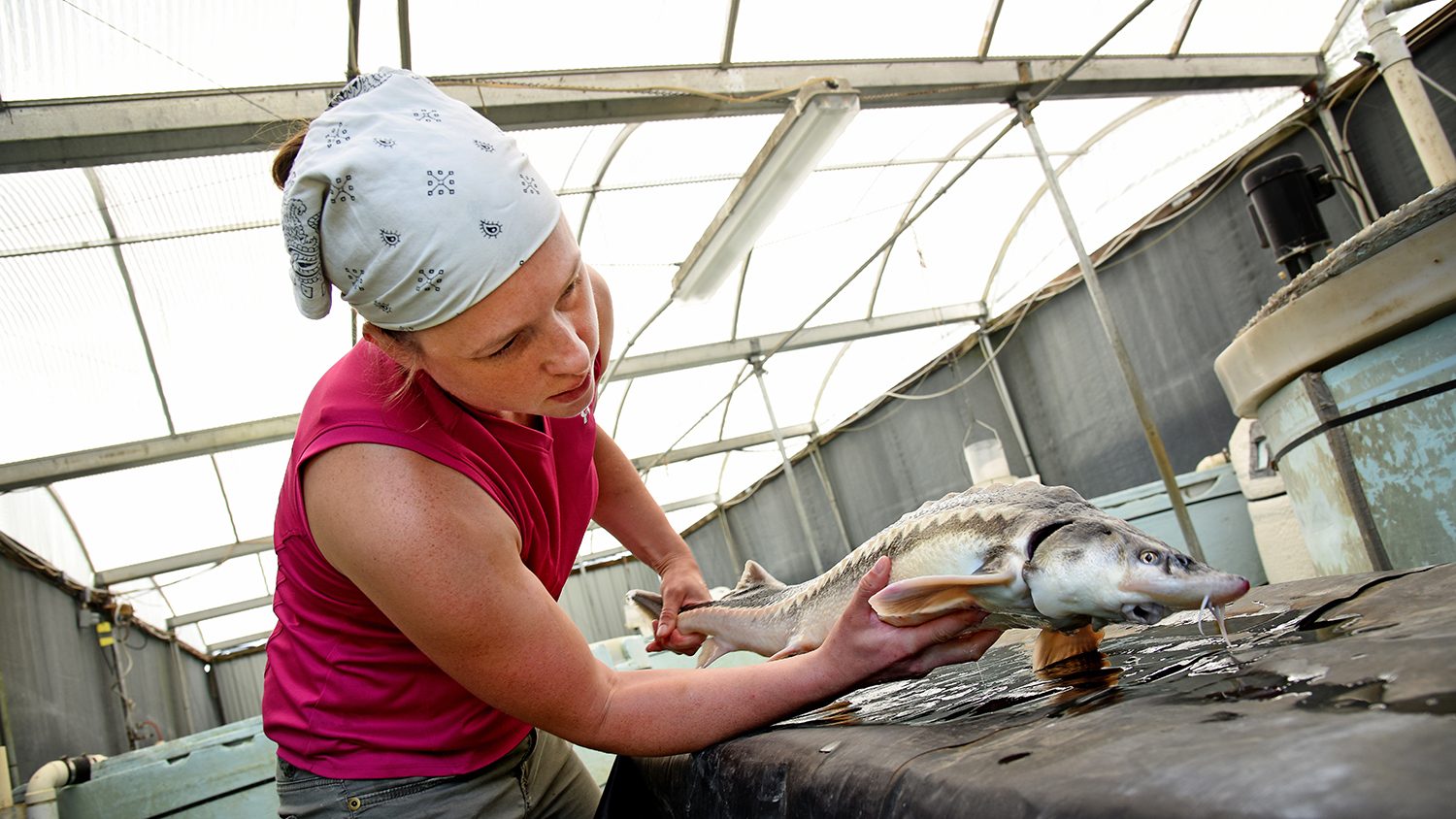 Research Technician checks on sturgeon at a research center.
