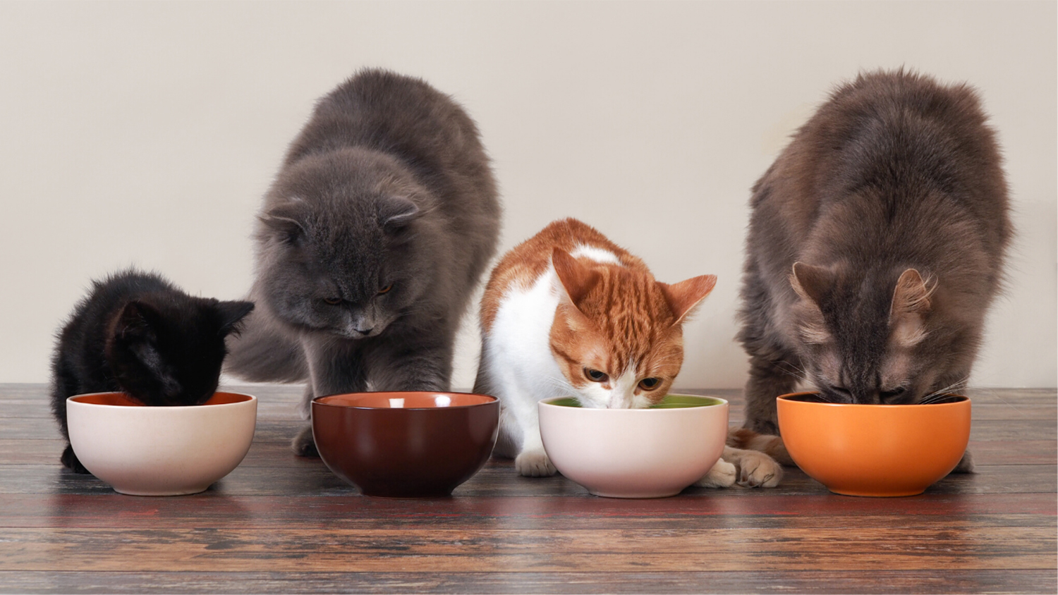 four cats at food bowls
