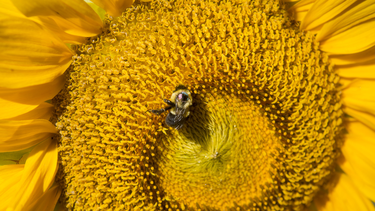 Bumble bee on a sunflower.