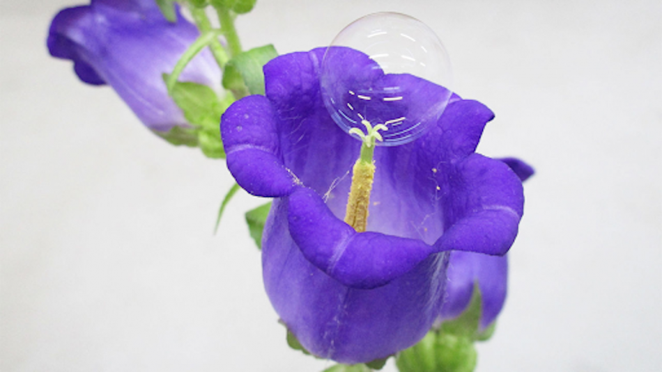 The testing phases of transferring pollen through soap bubbles onto campanula flowers, image from Eijiro Miyako (Stokstad, 2020)