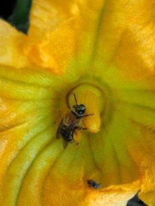 Image of a female squash bee collecting pollen from a pumpkin flower (Frank & Youngsteadt, “Squash Bees…”)