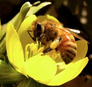 Image of a European honey bee resting on a winter aconite taken by Tim Farmer (Roulston, 2020) 