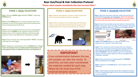 The bear gut collection protocol sheet distributed to guides by Gillman et al. 