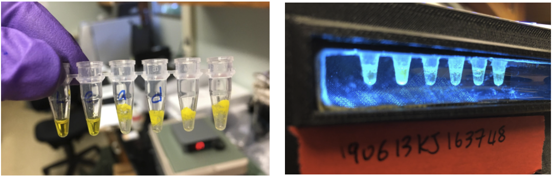 Image, left, of water added to the biosensor in the test tube. Image, right, of the indicator that glows green when detecting water contaminants that exceed EPA standards. Images from Northwestern University.