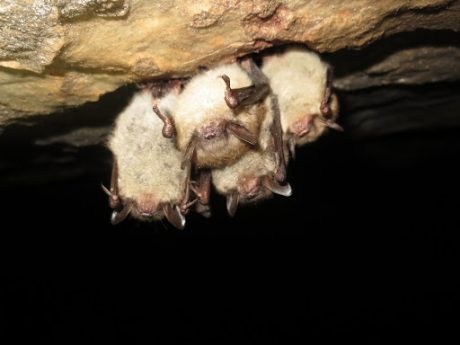Four little brown bats (Myotis lucifugus). Photo courtesy of Joseph Hoyt.