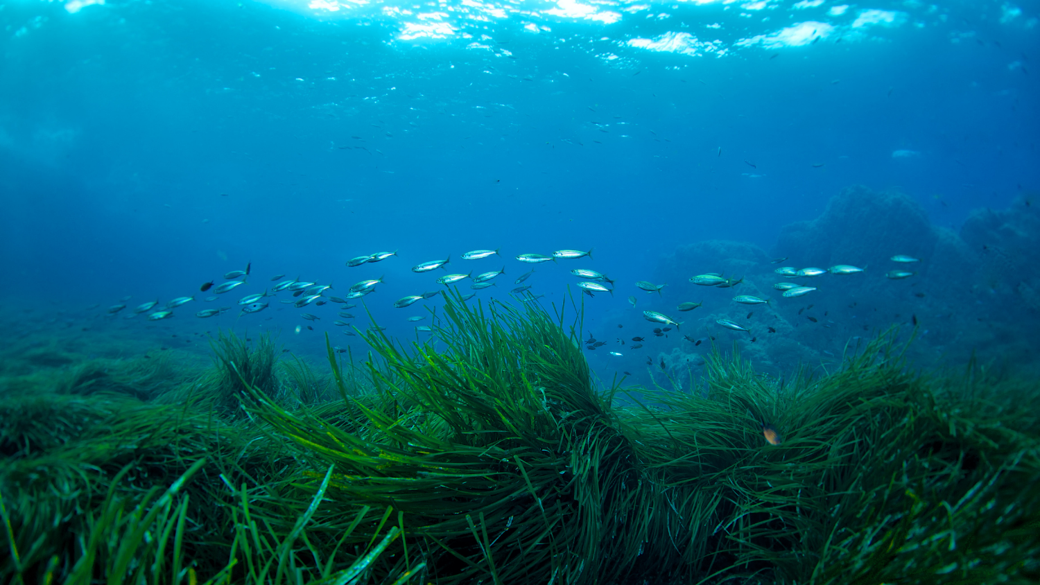 Seagrasses with fish