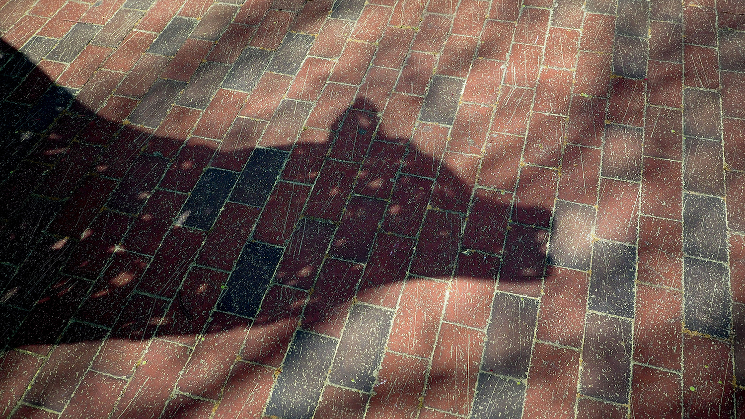 The shadow of a wolf statue in Wolf Plaza