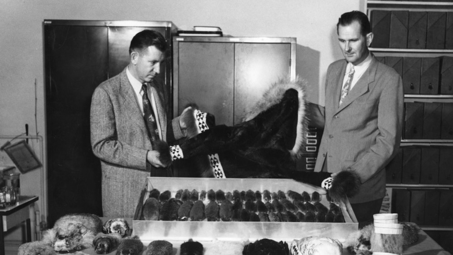Zoology professors Frederick S. Barkalow and Reinard Harkema with fur coat and display of fur-bearing animals.