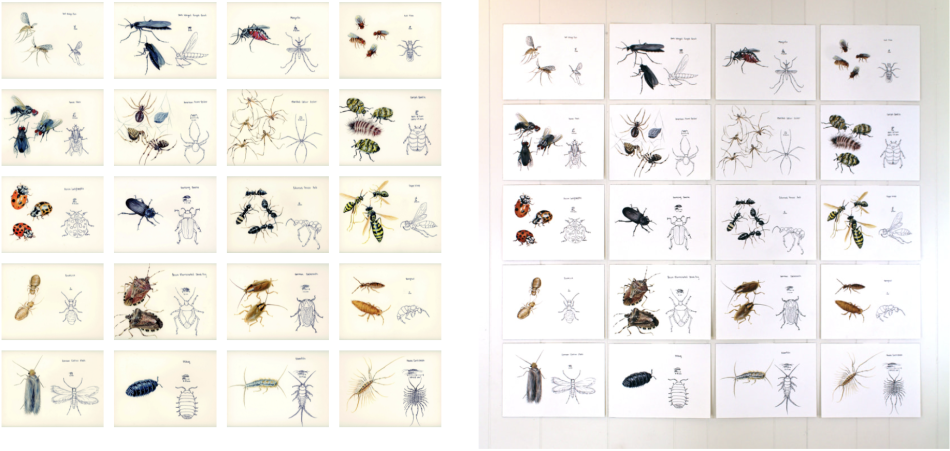 "Studies of Common Household Insects and Other Arthropods," (2021) Gouache on paper, 9x12 in. From Eleanor Olson.