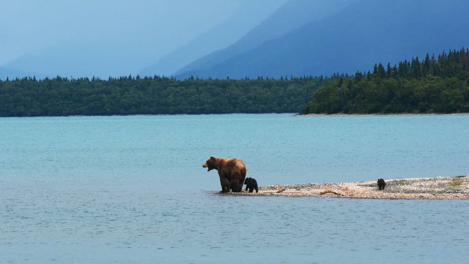 an adult brown bear and cub stand on a small spit of land with a lake on three sides
